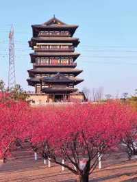 西流湖公園：梅香四溢嘅冬日詩意