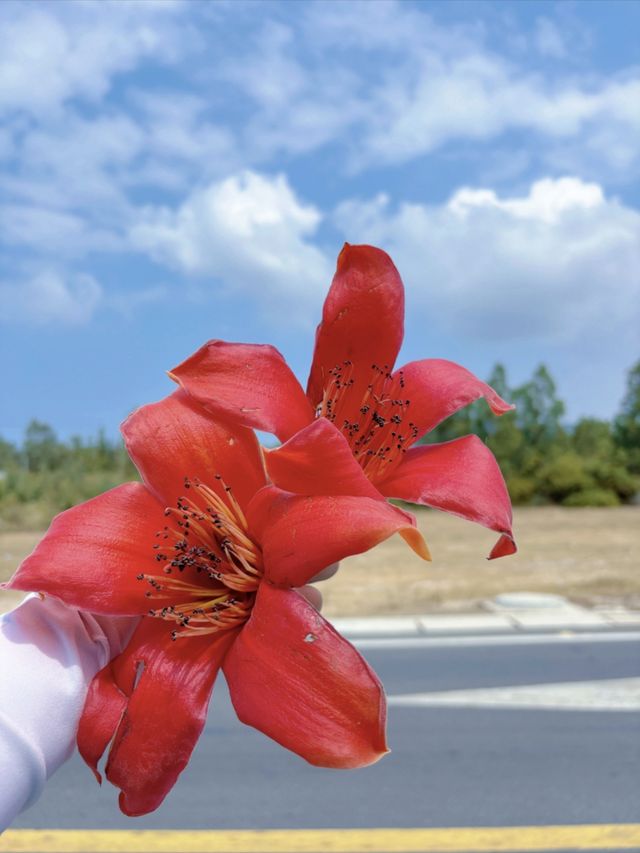 昌江｜解鎖絕美海岸線｜賞木棉花｜度假
