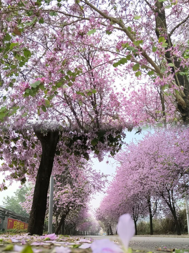 一夜紫荊花開決定了4月就去柳州