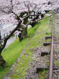 Dive Into Kyoto’s Cherry Blossom Magic for Spring Romance 🌸