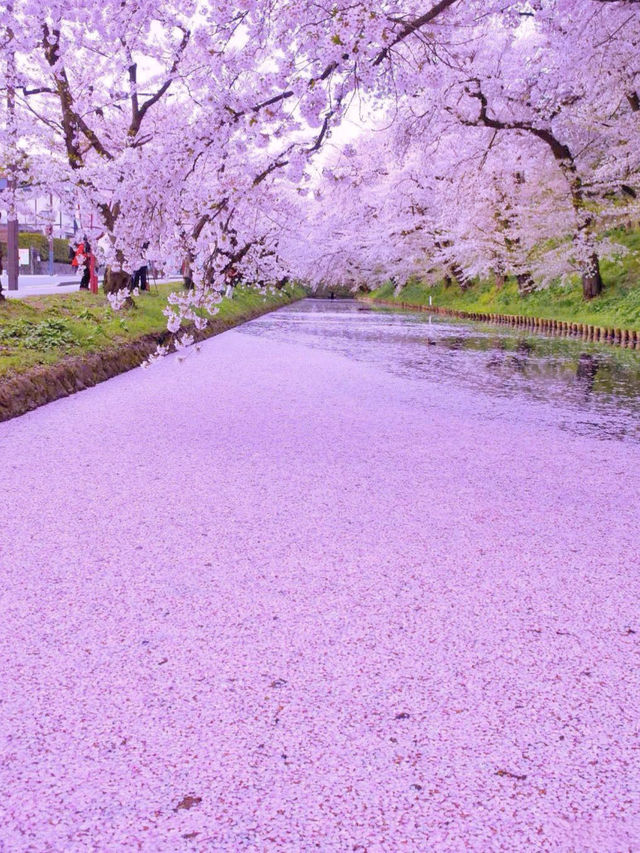 青森賞櫻一日遊 | 浪漫粉紅奇遇記。