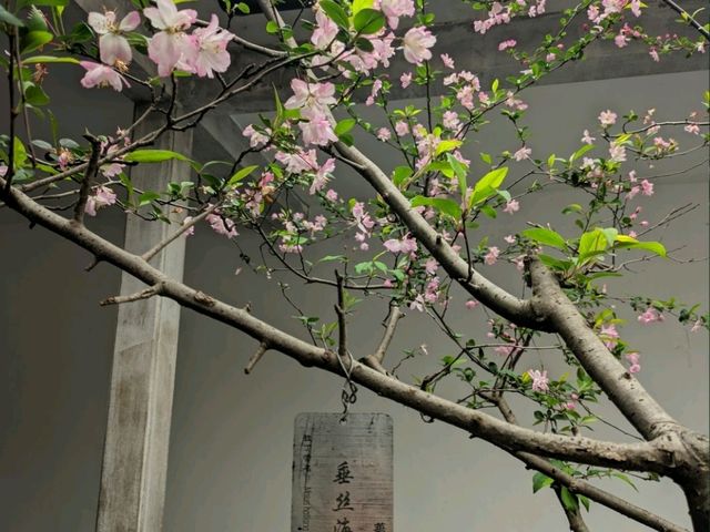 杭州植物園遊記