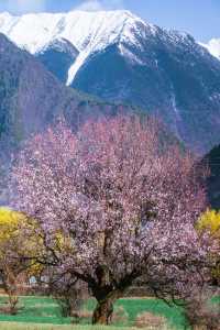 林芝桃花遊玩攻略，錯過又要等一年