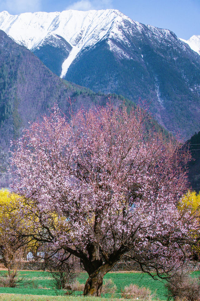 林芝桃花遊玩攻略，錯過又要等一年
