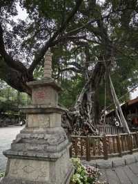 福建泉州｜開元寺｜緣來開元 皆得所願