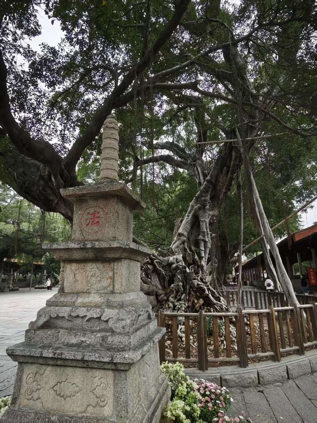 福建泉州｜開元寺｜緣來開元 皆得所願