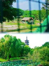 這是洱海嗎？不，這是上海近郊