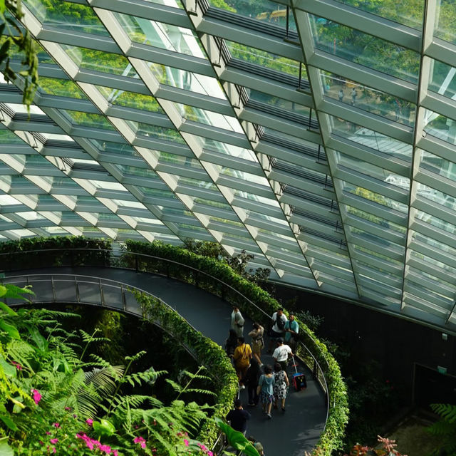 🇸🇬 | 🌲🌿新加坡雲霧森林｜闖入現實版「阿凡達」仙境！