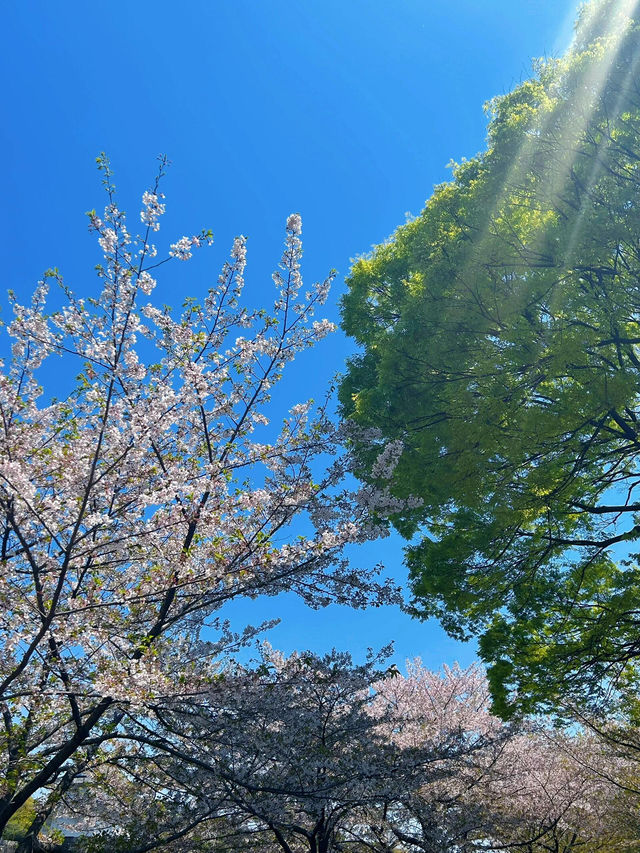 🌸四月大阪城公園，櫻花絕美之境