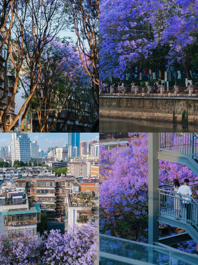 昆明本地人的藍花楹季｜24小時Staycation攻略