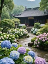 媲美日本！杭州永福寺繡球花，滿溢禪意之美