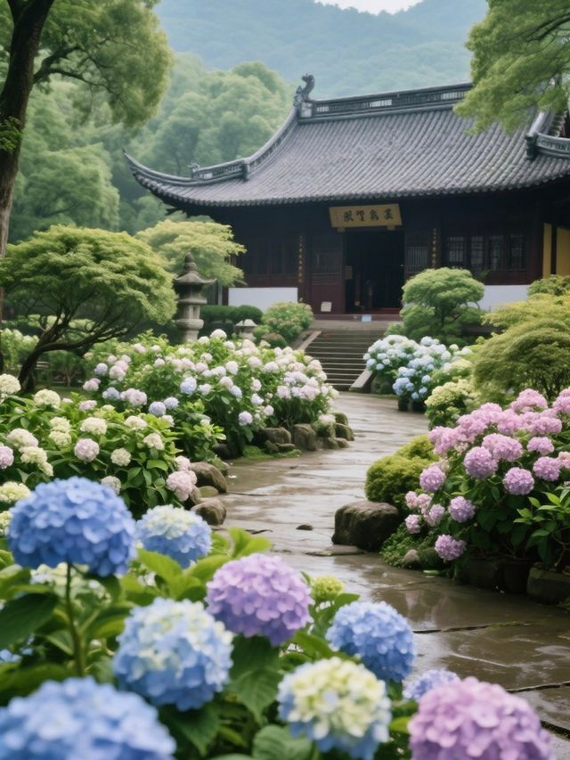 媲美日本！杭州永福寺繡球花，滿溢禪意之美