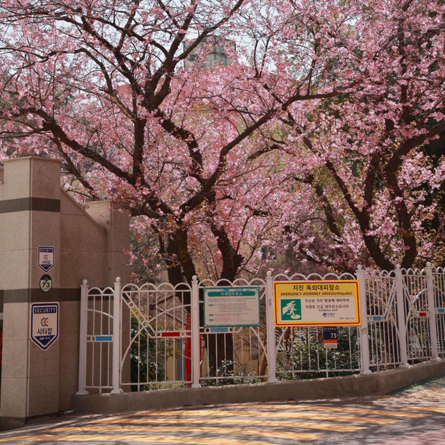 🌸釜山櫻花天花板！培花學校正門美到窒息！