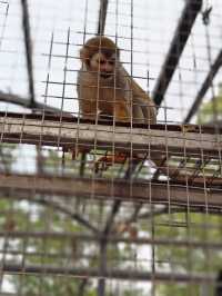 安吉嘉樂比萌寵樂園：超萌超可愛嘅毛茸茸小動物