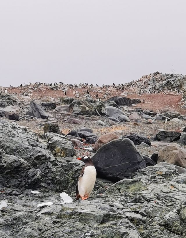 登陸南極龍尼島