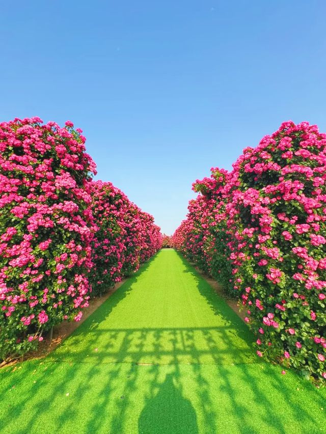 寶雞發現一片超靚嘅玫瑰花園