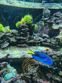 三亞亞特蘭蒂斯水族館|失落之城+海底餐廳+海豚互動
