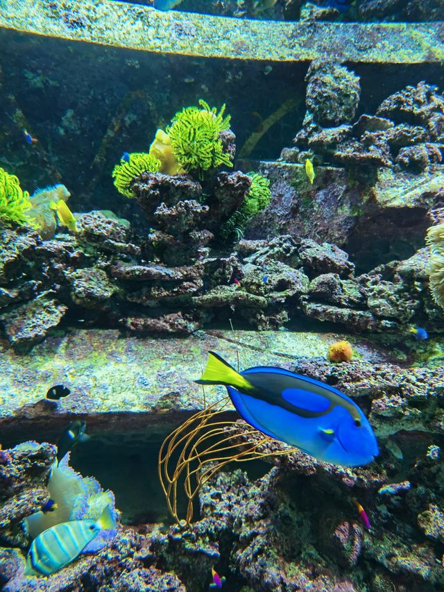 三亞亞特蘭蒂斯水族館|失落之城+海底餐廳+海豚互動