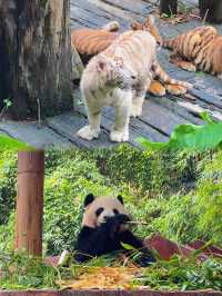 廣州長隆野生動物世界超全攻略親子必睇