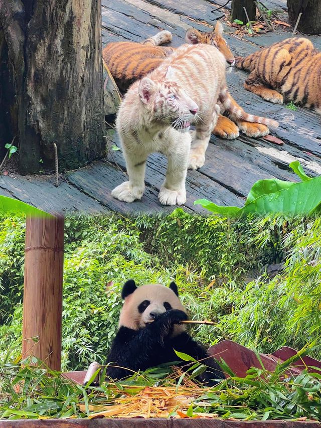 廣州長隆野生動物世界超全攻略親子必睇