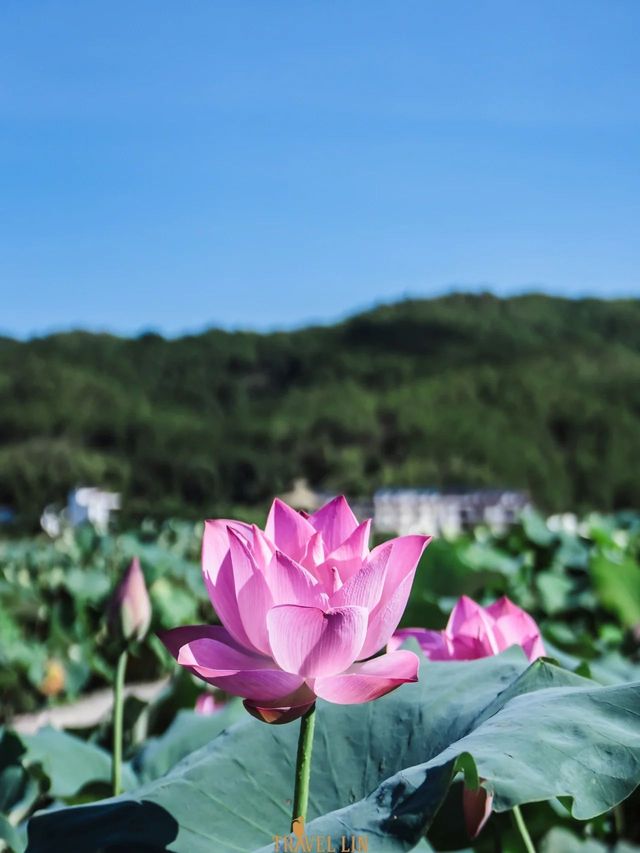 中國最美蓮鄉嘅田園風光：大畲荷園