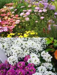 蒙自一處花海打卡勝地