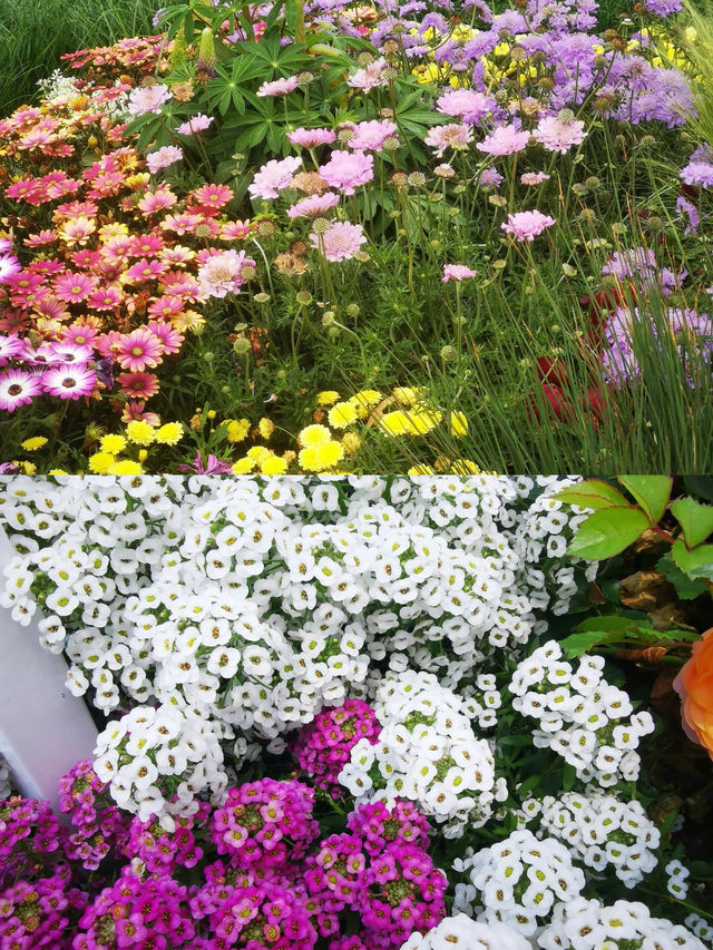 蒙自一處花海打卡勝地