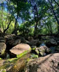 大口國家森林公園  文峰公園：森林秘境與千年文脈嘅碰撞