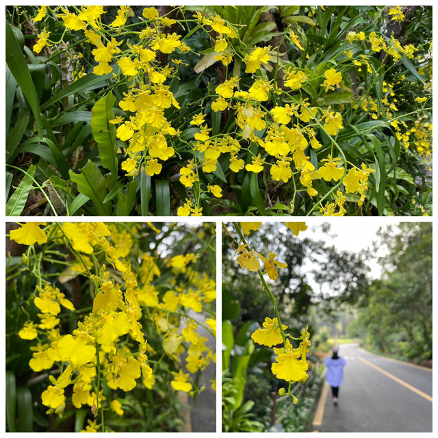 🌿深圳綠肺仙蹤!仙湖植物園玩轉攻略✨ 🌿深圳綠肺仙蹤!仙湖植物園玩轉攻略✨