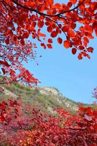 濟源王屋山紅葉旅遊專線開通