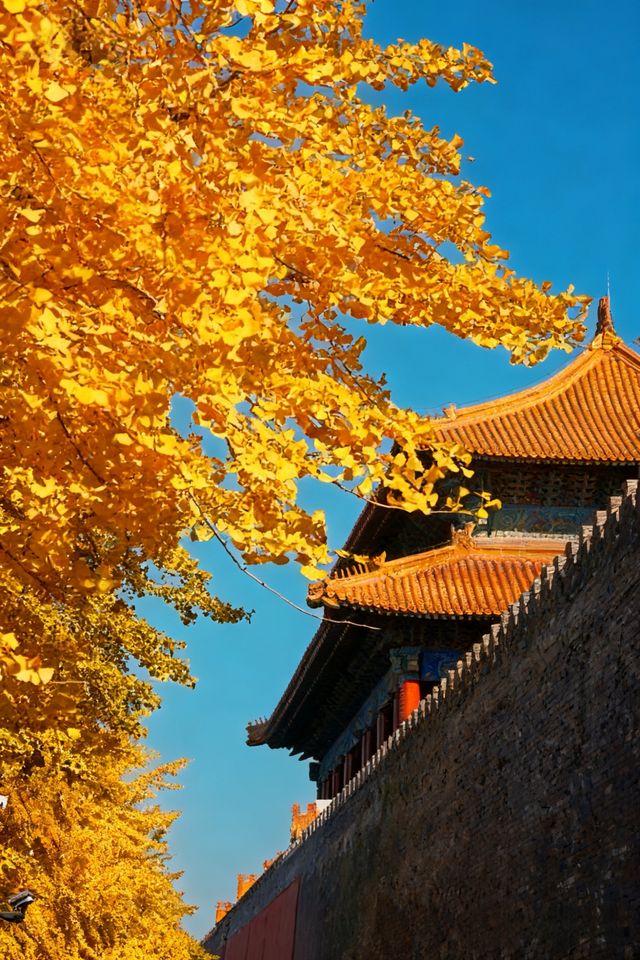北京的秋天是中式美學的巔峰之作！！