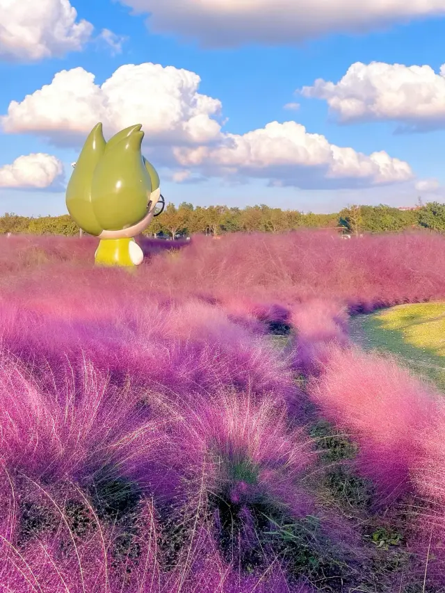 Hurry up! The best viewing period for Pink Muhly Grass at Shanghai Binjiang Forest Park