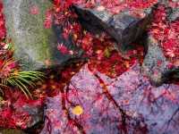 Solo in a Hidden Vancouver Gem: The Momiji Garden at Hastings Park