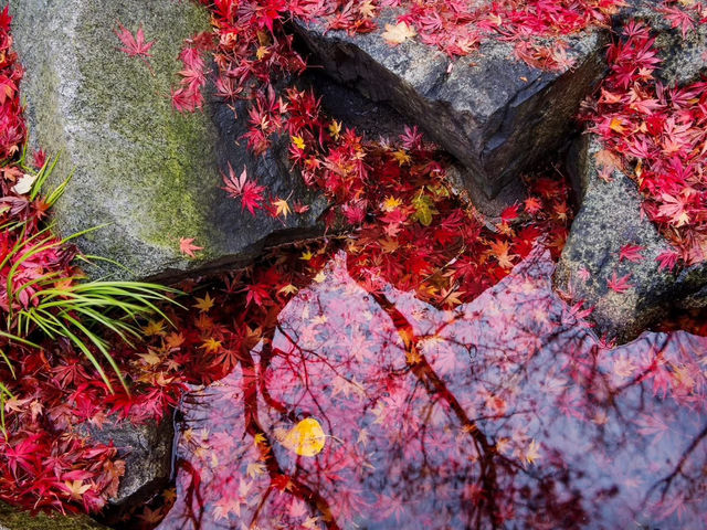 Solo in a Hidden Vancouver Gem: The Momiji Garden at Hastings Park