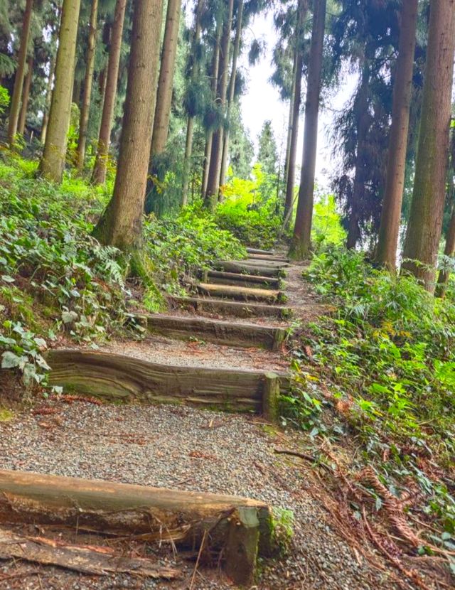 暮光森林秘境 暮光森林秘境