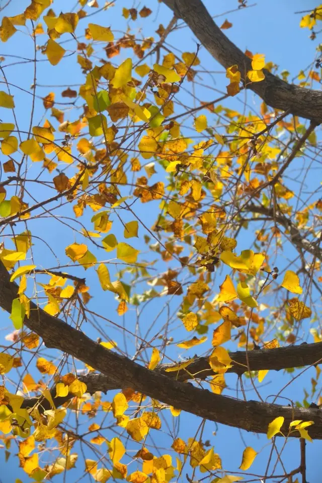 犁橋水鎮秋日限定