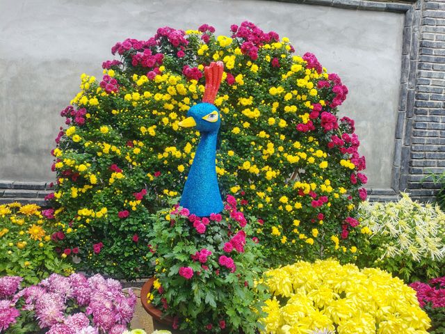 廣生泉菊展賞花攻略錯過等一年