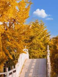 成都秋色指南：銀杏、紅楓與市井煙火交織的浪漫