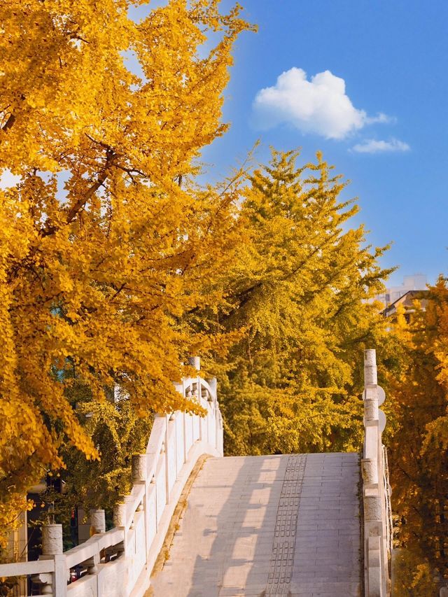 成都秋色指南：銀杏、紅楓與市井煙火交織的浪漫