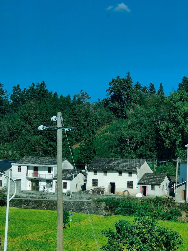 祁門蘆荔稻田遊玩攻略 祁門蘆荔稻田遊玩攻略