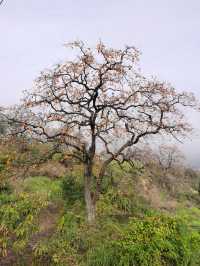 令人驚艷的賞秋之地——中國甜柿第一村