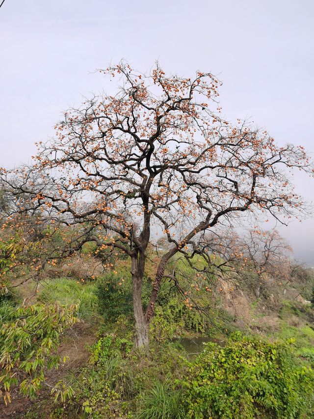 令人驚艷的賞秋之地——中國甜柿第一村 令人驚艷的賞秋之地——中國甜柿第一村
