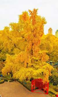 南京必打卡！紅牆銀杏出片神地，比故宮人少好看！