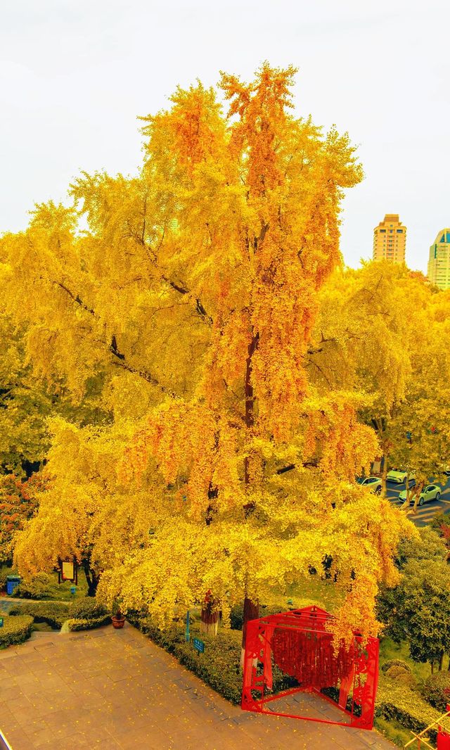 南京必打卡！紅牆銀杏出片神地，比故宮人少好看！