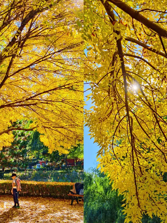 北京秋日暴擊！朝陽公園的秋景美到失語，現在衝還來得及！