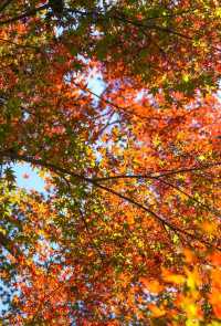 楓情莫干,醉美深秋