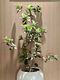 石獅華山酒店｜商務出行必選！效率拉滿