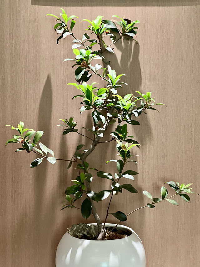 石獅華山酒店｜商務出行必選！效率拉滿