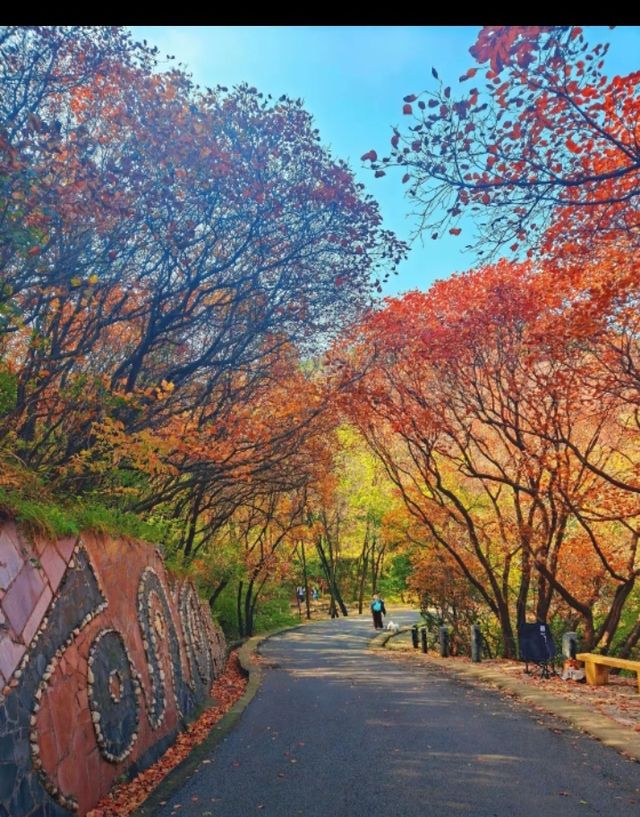 北國秋日仙境!紅葉谷絕美打卡攻略 北國秋日仙境!紅葉谷絕美打卡攻略