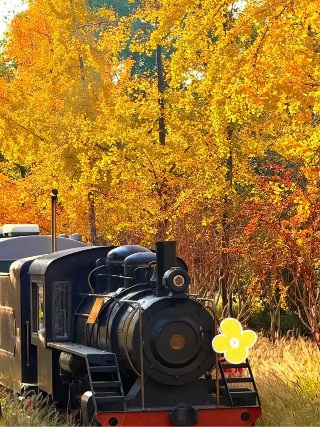 Ginkgo concentration in Hangzhou White Pagoda Park is 1000% (with travel guide) 